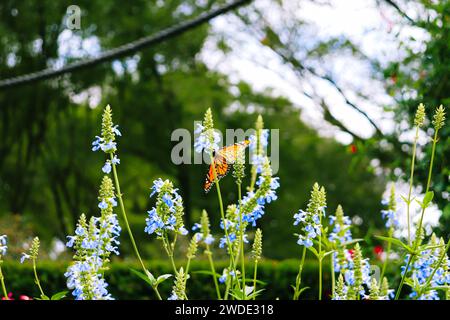 Single orange Monarch butterfly (Danaus plexippus) sitting on a blue Salvia flower in a greenery park Stock Photo