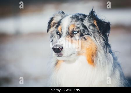 Australian Shepherd Dog (Aussie) in the snow Stock Photo