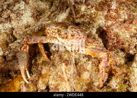 Belize, Batwing Coral Crab (Carpillus corallinus), Queen Crab, Red Coral Crab Stock Photo