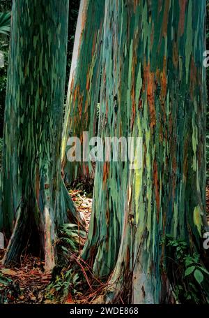 The colorful trunks of Bargas Trees or Painted Gum tree in the forest  Maui, Hawaii. Stock Photo