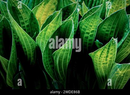 Healthy Hostas sprout new growth in the springtime. Stock Photo