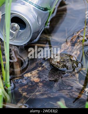 Common Toad  Bufo Bufo, male relaxing in warm sunshine in spawning pond, next to lager can litter,  Co Durham, April Stock Photo