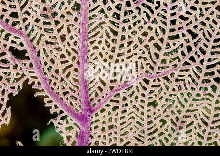 Belize, Purple Sea Fan (Gorgonia ventalina) Stock Photo