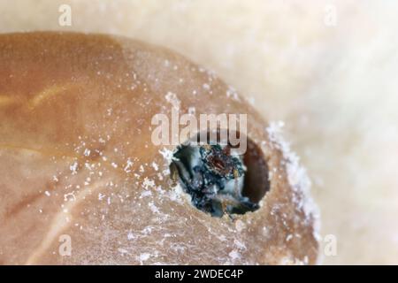 Seed beetle, bean weevil (Bruchinae or formerly Bruchidae) family that develops inside the seed of a plant, a tree in the legume family (Fabaceae). Stock Photo