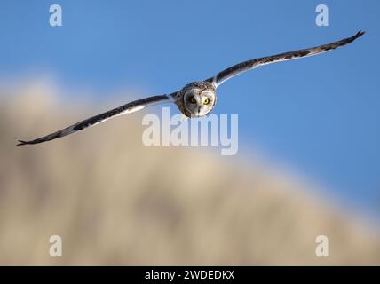 A Short-eared owl (Asio flammeus) hunting over the sand dunes on Lindisfarne, Northumberland Stock Photo