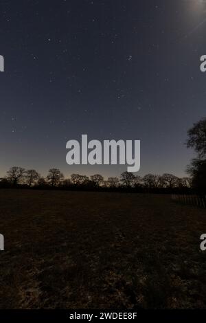 The constellation of Orion low in the sky above a line of Oak trees. Stock Photo