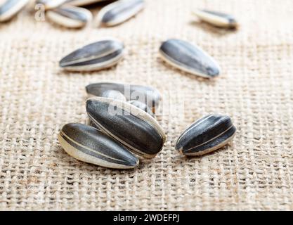 sunflower seeds in group isolated canvas background Stock Photo