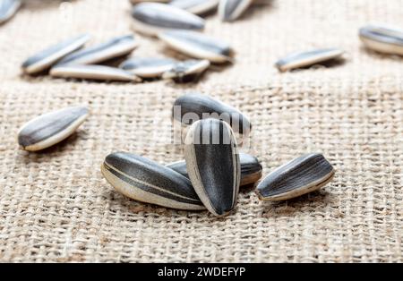 sunflower seeds in group isolated canvas Stock Photo