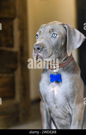 Portrait of a black Boerboel puppy standing in the door guarding the entrance. Boerboel is a South African breed of large dog of mastiff type, used as Stock Photo
