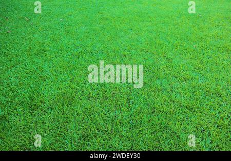 Vibrant green natural grass field with selective focus Stock Photo