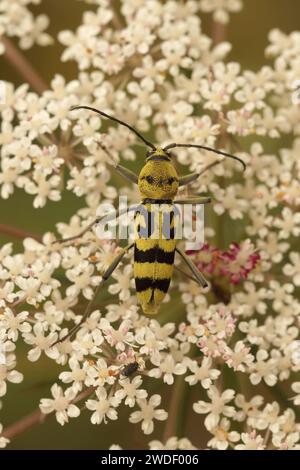 Natural vertical closeup on a colorful yellow Mediterranean longhorn beetle, Chlorophorus varius sitting on a white Wild carrot flower Stock Photo