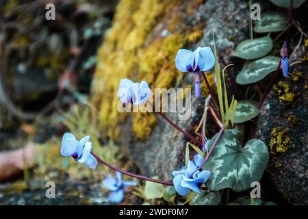 Blue violet flowers of Cyclamen coum Mill. (family Primulaceae) grow on stones covered with green moss in a spring forest. Blossoming macro nature. Stock Photo
