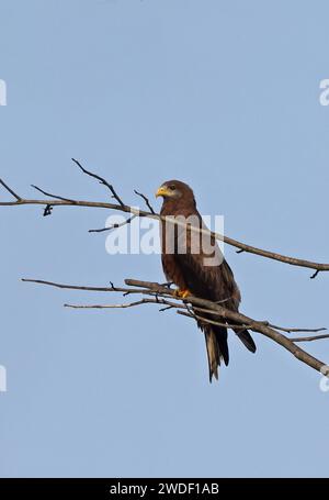 Yellow-billed Kite (Milvus migrans aegyptius) adult perched on dead tree  Atewa range, Ghana, Africa.                December Stock Photo