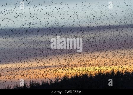 The sky is filled with a flock of starlings flying to their evening roost in a wood at Llandegley Rhos, near Llandrindod Wells, Powys, Wales, UK Stock Photo