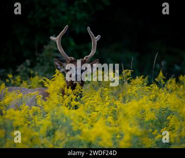 Juvenile Elk surprised by sound Stock Photo