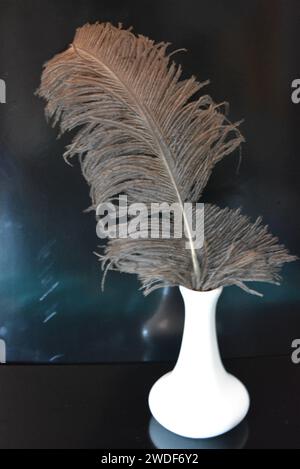 Home furnishings, style, white ceramic vase with large grey ostrich feather set on black glossy background. Stock Photo