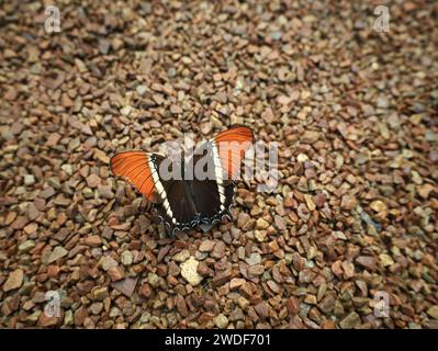 View on a butterfly in the greenhouse of Naturospace in Honfleur Stock Photo