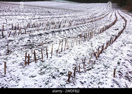 Snow-covered harvested corn field in winter Stock Photo