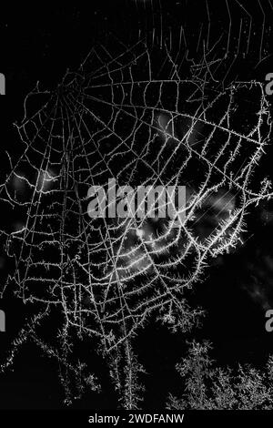 Spider web covered in frost and ice crystals against a very dark background Stock Photo