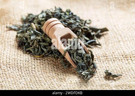 green tea leaves in wooden spoon on a canvas Stock Photo