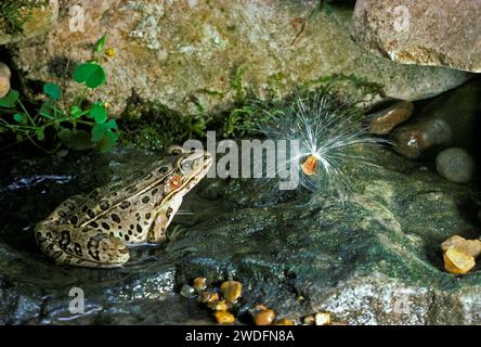 Leopard frog sitting in a small garden stream looking at a puffy milkweed seed, Columbia MO, USA Stock Photo