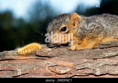 A sleepy baby eastern fox squirrel, Sciurus carolinensis, with its eyes just open, touches noses with a woolly caterpillar. Stock Photo
