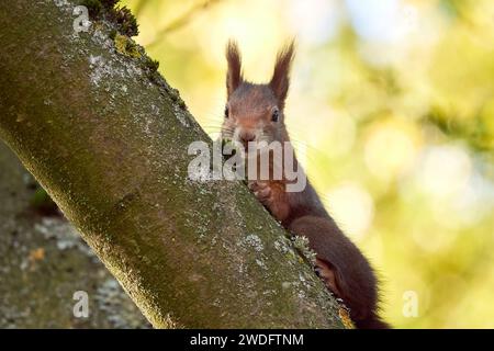 Eurasian red squirrel closeup (Sciurus vulgaris) Stock Photo