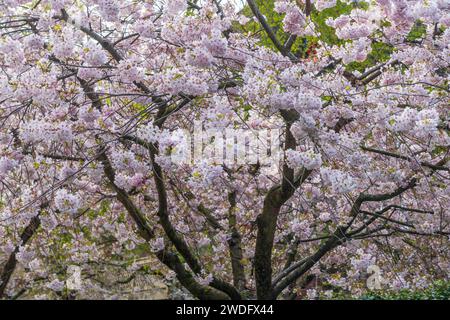 Cherry trees in full bloom in victoria, Vancouver Island, British Columbia, Canada. Stock Photo