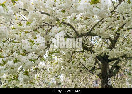 Cherry trees in full bloom in victoria, Vancouver Island, British Columbia, Canada. Stock Photo