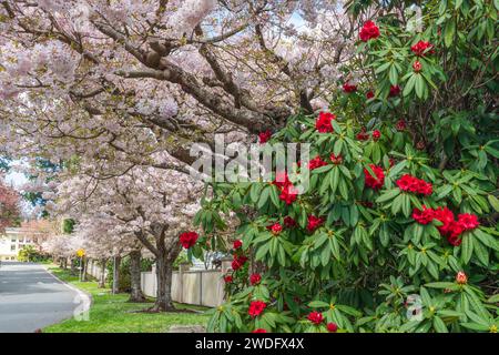 Spring blossoms along the streets of Victoria, Vancouver Island, British Columbia, Canada. Stock Photo