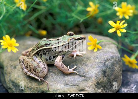 A Leopard frog sits on a rock in the garden surrounded by dainty yellow flowers, Missouri, USA Stock Photo