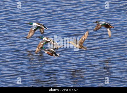 A closely huddled group of Northern Shoveler ducks flying together over a large lake in Colorado. Close up view. Stock Photo