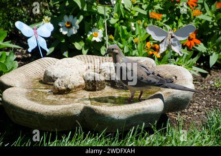 Mourning dove drinks from a bird bath in the community garden, Yarmouth Maine Stock Photo