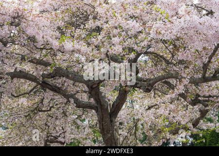 Cherry trees in full bloom in victoria, Vancouver Island, British Columbia, Canada. Stock Photo