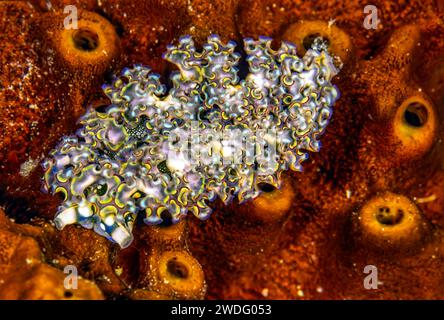 Elysia crispata, common name the lettuce sea slug or lettuce slug, is a large and colorful species of sea slug, a marine gastropod mollusk. Stock Photo