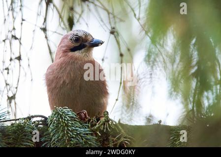 Eurasian jay bird sitting on a branch ( Garrulus glandarius ) Stock Photo