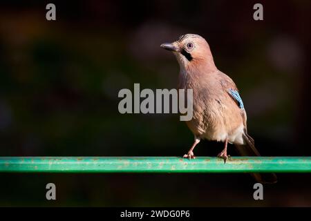Eurasian jay bird sitting on a branch ( Garrulus glandarius ) Stock Photo