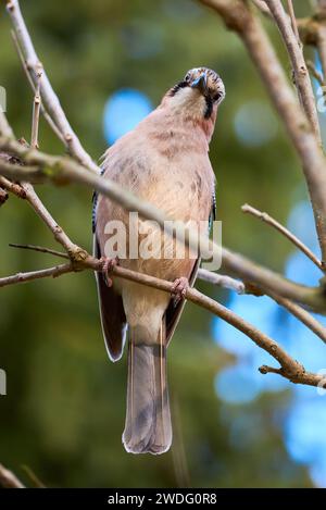 Eurasian jay bird sitting on a branch ( Garrulus glandarius ) Stock Photo