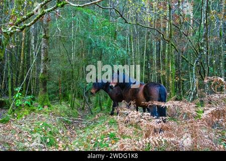 New forest Ponies roam in  Blackwater Arboretum, Rhinefield, Ornamental Dive, Brcockenhurst, Hampshire,England, Uk Stock Photo