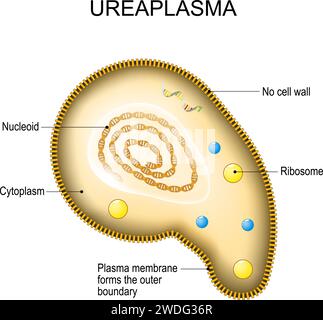 Ureaplasma anatomy. Cell structure of bacteria Mycoplasma. the bacterium is the causative agent of sexually transmitted diseases. Reproductive health. Stock Vector