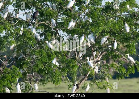 Western Cattle Egrets, Bubulcus ibis, roosting in a tree, late afternoon, Amazon Basin, Brazil Stock Photo