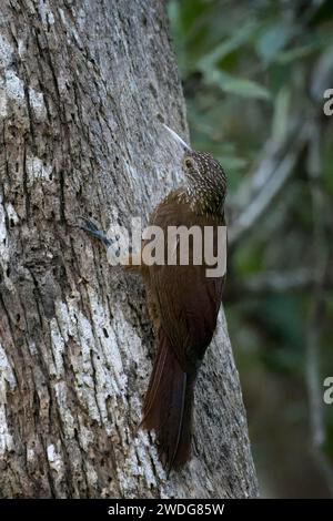 Amazonian Barred Woodcreeper, Dendrocolaptes certhia, Amazon Basin, Brazil Stock Photo