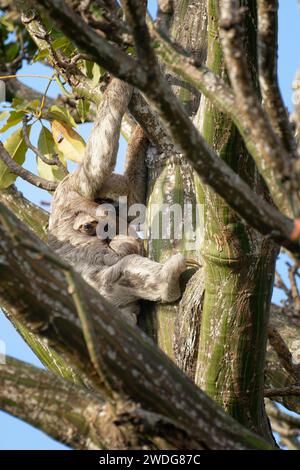 Brown throated Three toed Sloth, Bradypus variegatus, in a tree with juvenile, Amazon basin, Brazil Stock Photo