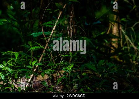 Sunlight streaming through the forest and falling across some small green plants and a log laying on the ground, South Korea, South Korea Stock Photo