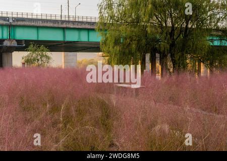 Park bench in field of pink muhly grass growing in front of large willow tree with bridge and in background, South Korea, South Korea Stock Photo