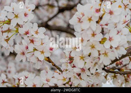 Closeup of beautifully delicate cheery blossom flowers with soft blurred background, South Korea, South Korea Stock Photo