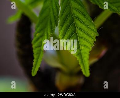 Close up of fresh young green hornbeam leaves (Carpinus betulus) with blurred background, South Korea, South Korea Stock Photo