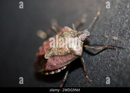 Close-up of a true bug (hemiptera insect) lurking on a black piece of furniture. Macrophotography Stock Photo