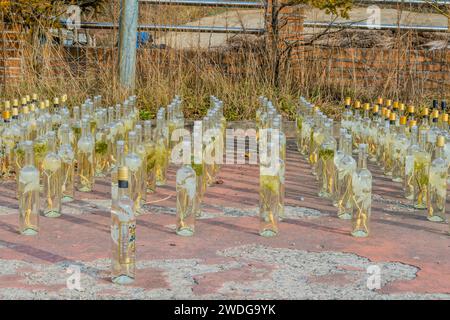 December 13, 2019: For editorial use only. Rows of bottles of ginseng liquor sitting in sun in parking lot. Geumsan, South Korea Stock Photo