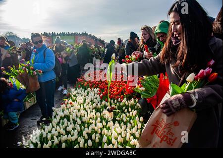 A woman is seen picking up a white tulip. Each year on the 3rd Saturday of January, the National Tulip Day is celebrated in Amsterdam. Dutch tulip growers built a huge picking garden with more than 200,000 colorful tulips at the Museumplein. Visitors are allowed to pick tulips for free.  Because this year the theme is  'Let's Dance', the international Dutch DJ/Producer 'Hardwell' was the special guest to open this event. Stock Photo